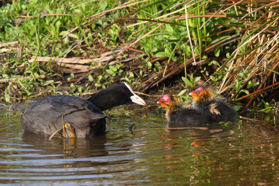 Fulica atra - Common Coot