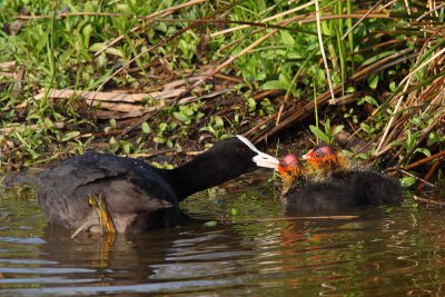 Fulica atra - Common Coot