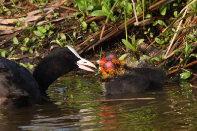 Fulica atra - Common Coot