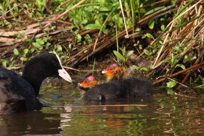 Fulica atra - Common Coot