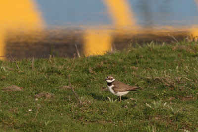 Charadrius dubius - Little Ringed Plover