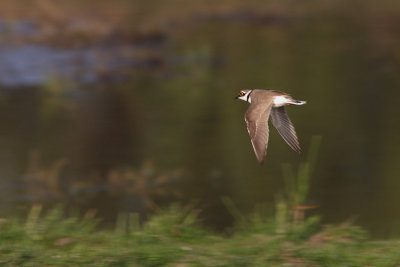 Charadrius dubius - Little Ringed Plover