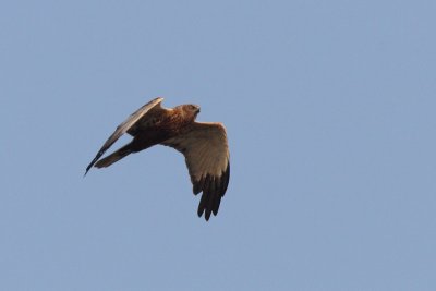 Circus aeruginosus - Western Marsh Harrier