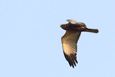 Circus aeruginosus - Western Marsh Harrier