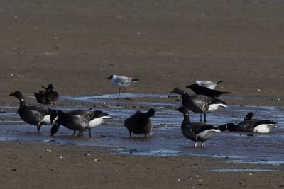 Branta bernicla - Brent Goose