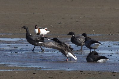 Branta bernicla - Brent Goose