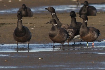 Branta bernicla - Brent Goose