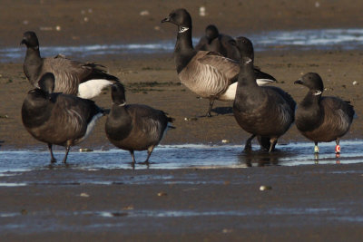 Branta bernicla - Brent Goose