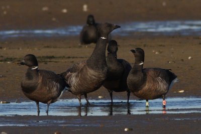Branta bernicla - Brent Goose