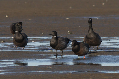 Branta bernicla - Brent Goose