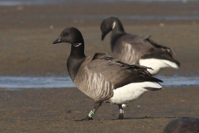 Brent Goose L9B1