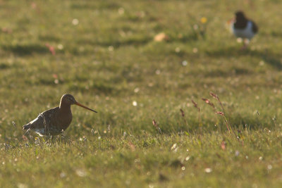 Limosa limosa - Black-tailed Godwit