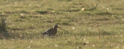 Limosa limosa - Black-tailed Godwit