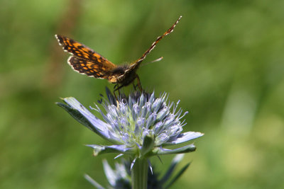 Mellicta athalia - Heath Fritillary