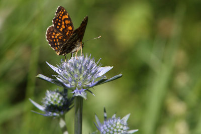 Mellicta athalia - Heath Fritillary
