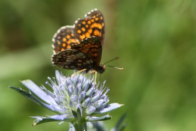 Mellicta athalia - Heath Fritillary