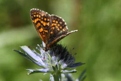 Mellicta athalia - Heath Fritillary