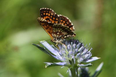 Mellicta athalia - Heath Fritillary