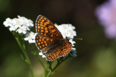 Mellicta athalia - Heath Fritillary