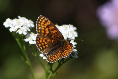 Westelijke parelmoervlinder