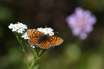 Mellicta athalia - Heath Fritillary