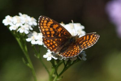 Mellicta athalia - Heath Fritillary