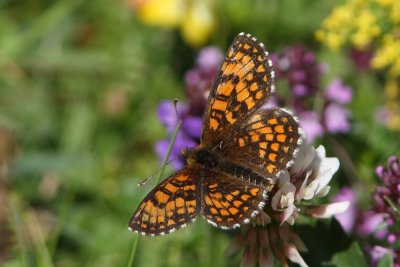 Mellicta athalia - Heath Fritillary