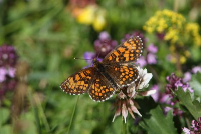 Mellicta athalia - Heath Fritillary