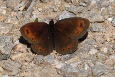 Pyreneenzijde-erebia