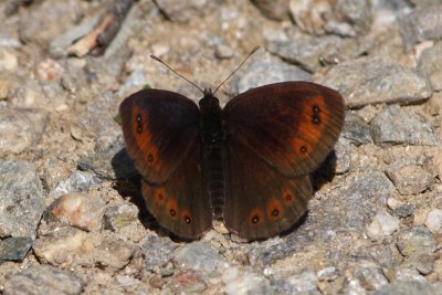 Pyreneenzijde-erebia