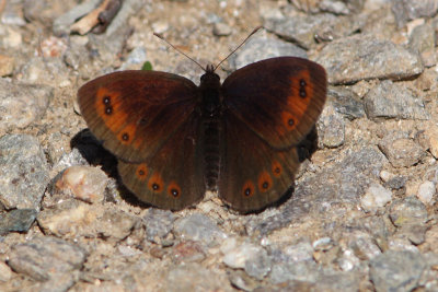 Erebia meolans - Piedmont Ringlet