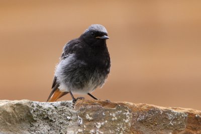 Zwarte Roodstaart