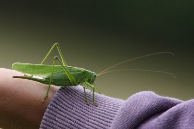 Grote Groene Sabelsprinkhaan