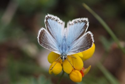 Lysandra Coridon - Chalkhill Blue