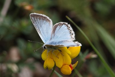Lysandra Coridon - Chalkhill Blue