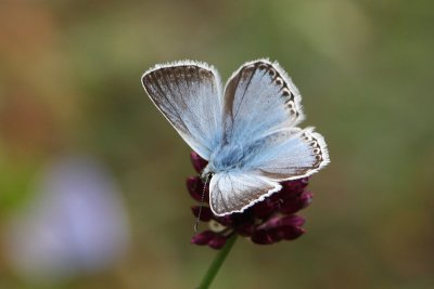 Lysandra Coridon - Chalkhill Blue