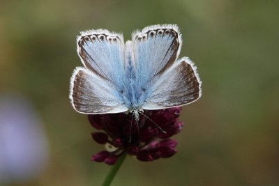 Lysandra Coridon - Chalkhill Blue