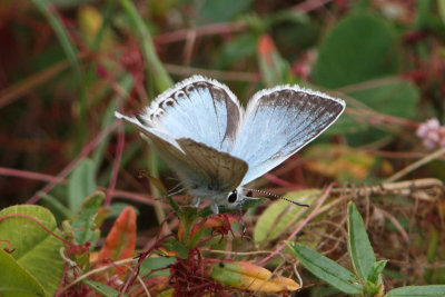 Lysandra Coridon - Chalkhill Blue