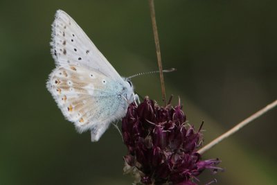 Lysandra Coridon - Chalkhill Blue