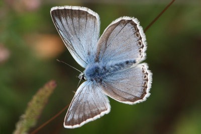 Lysandra Coridon - Chalkhill Blue