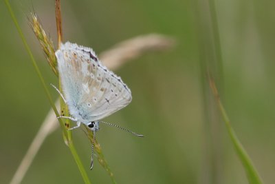 Lysandra Coridon - Chalkhill Blue