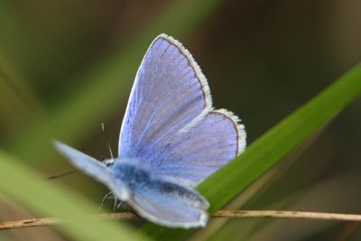 Polyommatus icarus - Common Blue