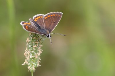 Aricia agestis - Brown argus