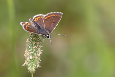 Bruin Blauwtje