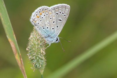 Polyommatus icarus - Common Blue