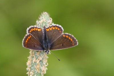 Aricia agestis - Brown argus