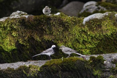 Motacilla alba - White Wagtail