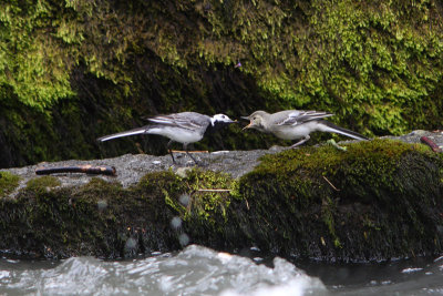 Motacilla alba - White Wagtail
