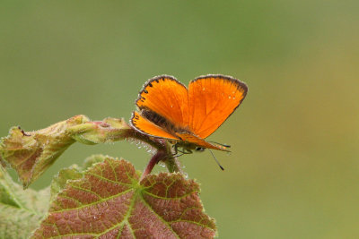 Lycaena virgaureae - Scarce Copper