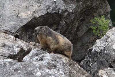 Marmota marmota - Alpine Marmot